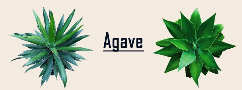 what is agave