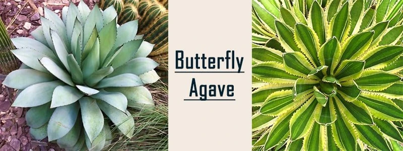 butterfly agave