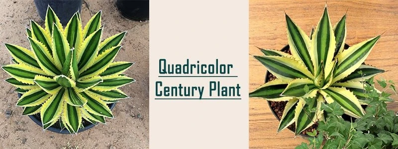 quadricolor century plant