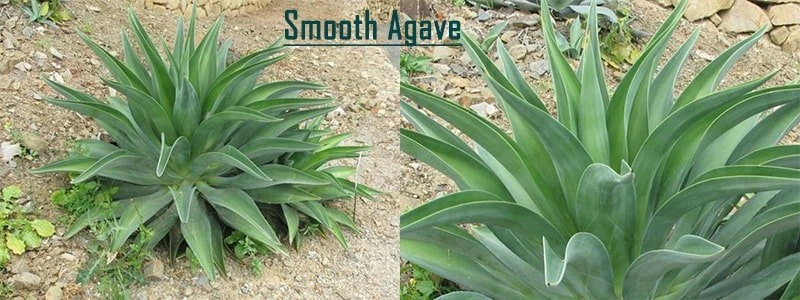 smooth agave