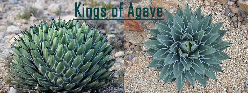kings of agave