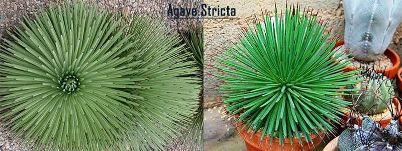 Agave stricta plant