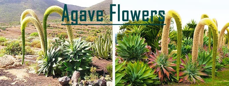 agave flowers