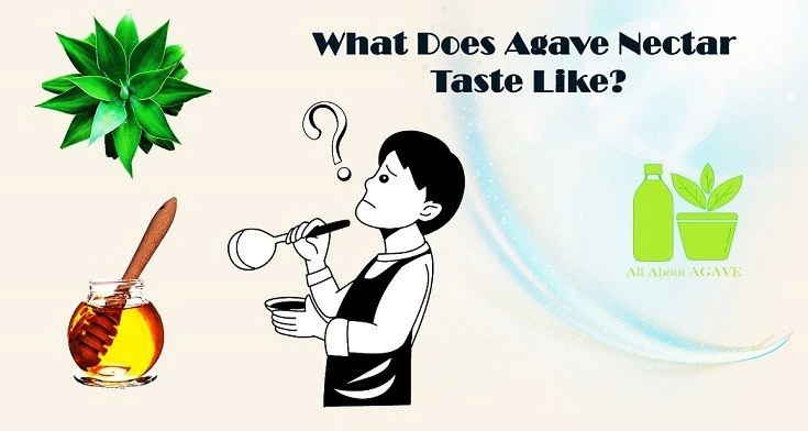 what does agave nectar taste like