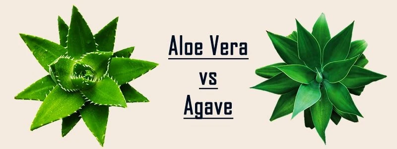 agave vs. aloe vera