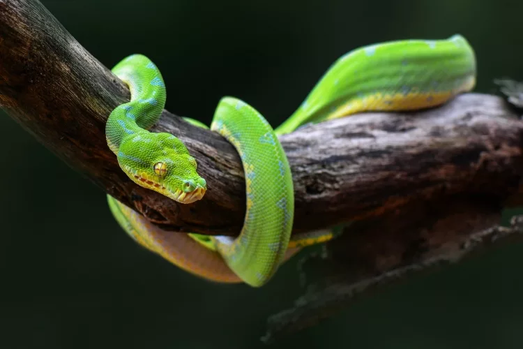 Plants & Flowers that Attract Snakes to the Garden