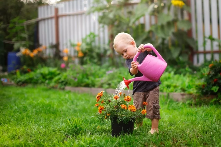 10 Flowers for East Facing Window Boxes