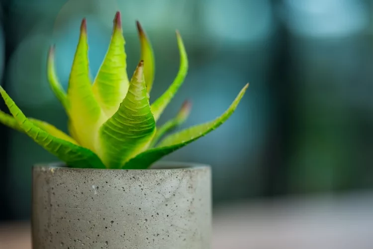 The growing trend of succulents in India