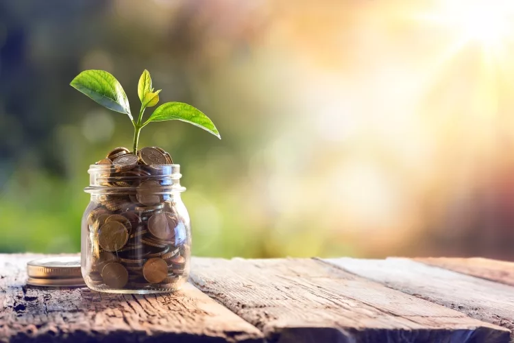 How to grow Money plant
