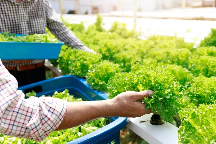 Benefits of Hydroponic Farming: