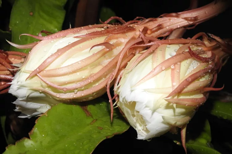 How to Grow Brahma Kamal?