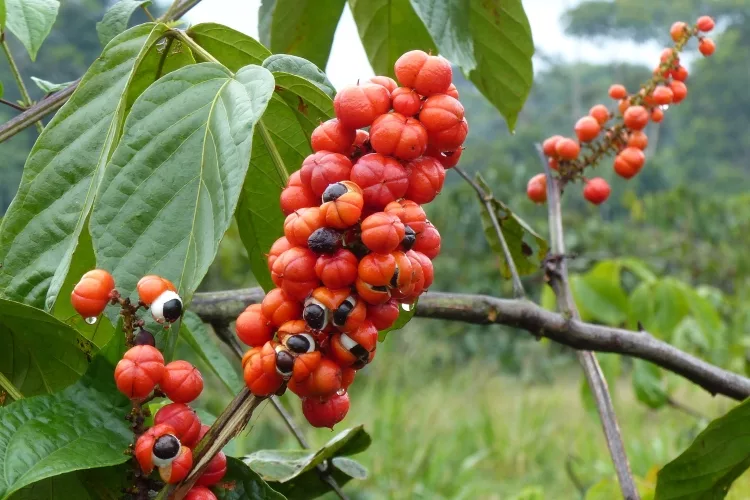  The 10 plants that contain caffeine are: 