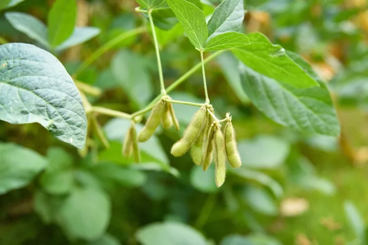 Easy Growing Beans 