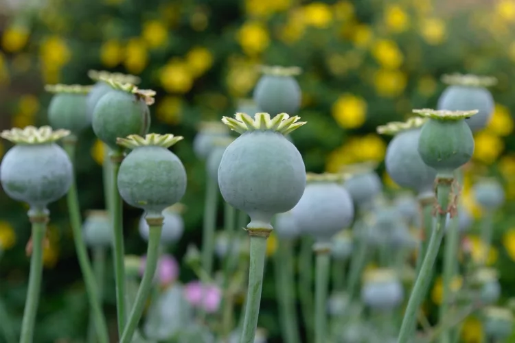 Opium Poppy