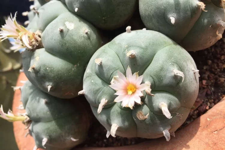 Peyote (Lophophora williamsii)