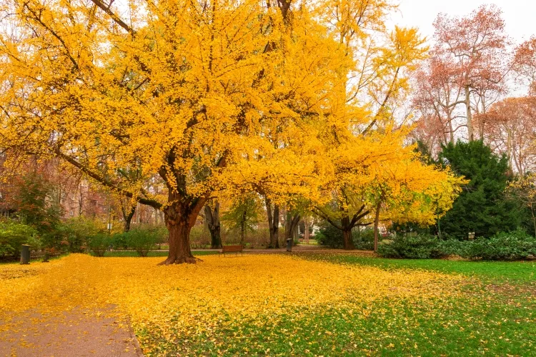 Gingko Tree