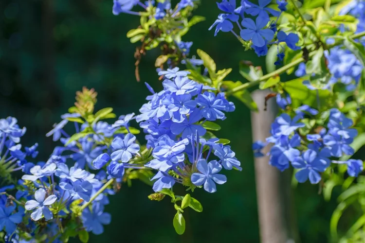 Plumbago auriculata: