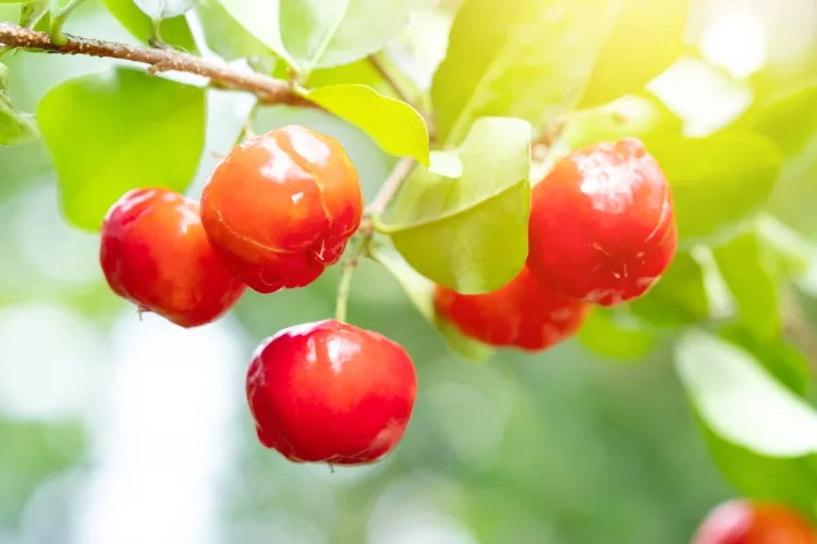 Indian Wild Cherry: