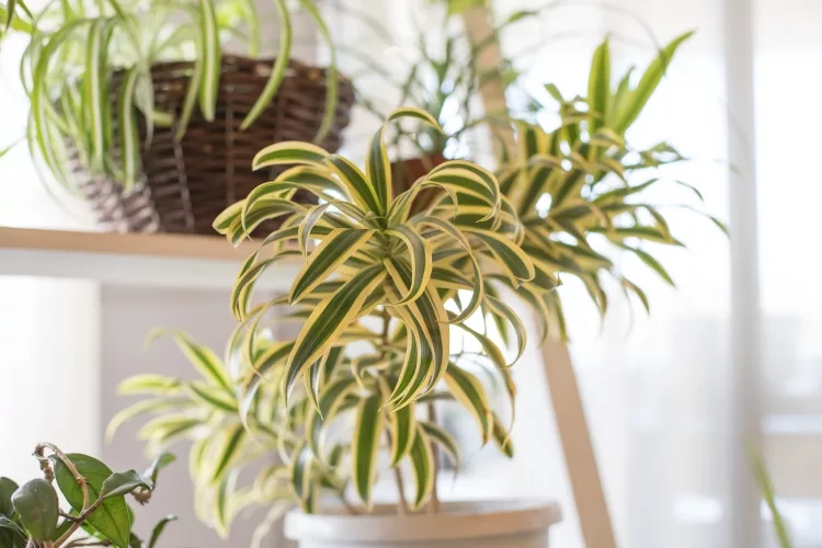 Top Decorative Indoor Plants