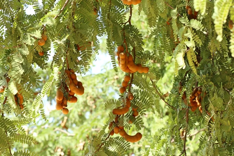 Tamarind Tree: