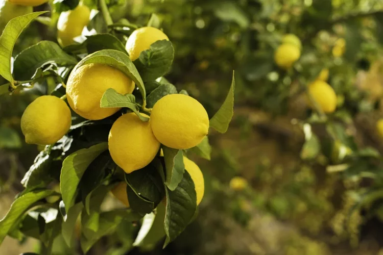 Lemon Tree: