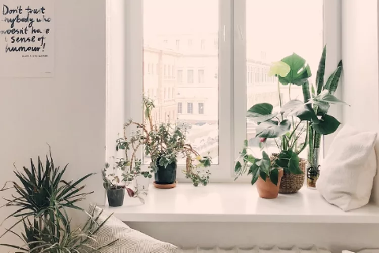 10 Best Indoor Plants for Bedroom