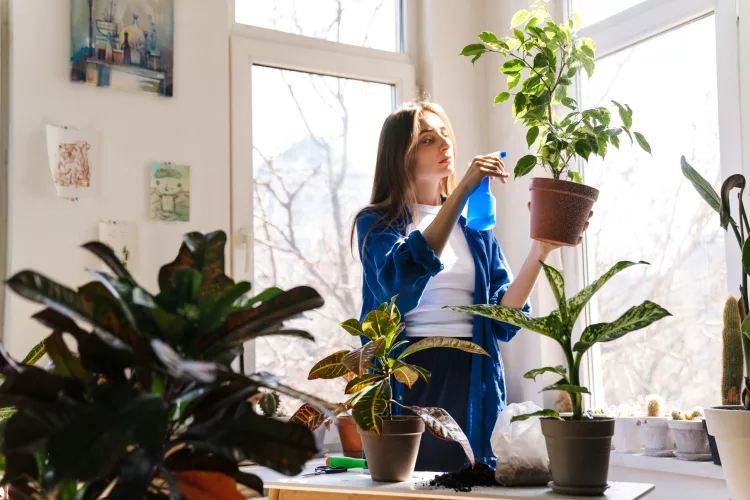 How to Move Pot Plants from Outside to Inside?