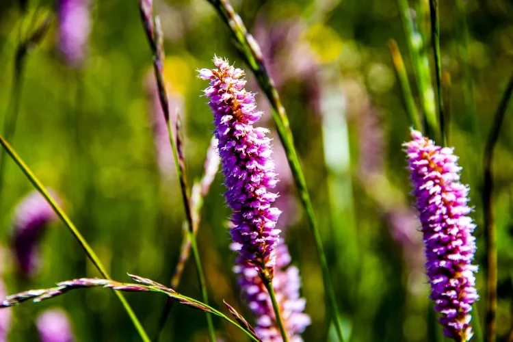  Persicaria affinis  