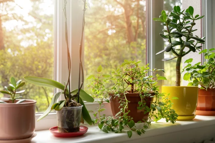 Best UV Light for Indoor Plants