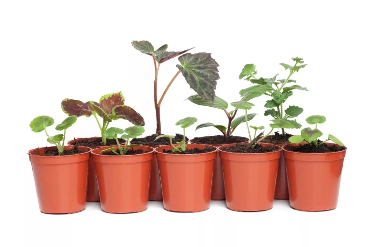 Plastic Pots for Plants Wholesale in Hyderabad