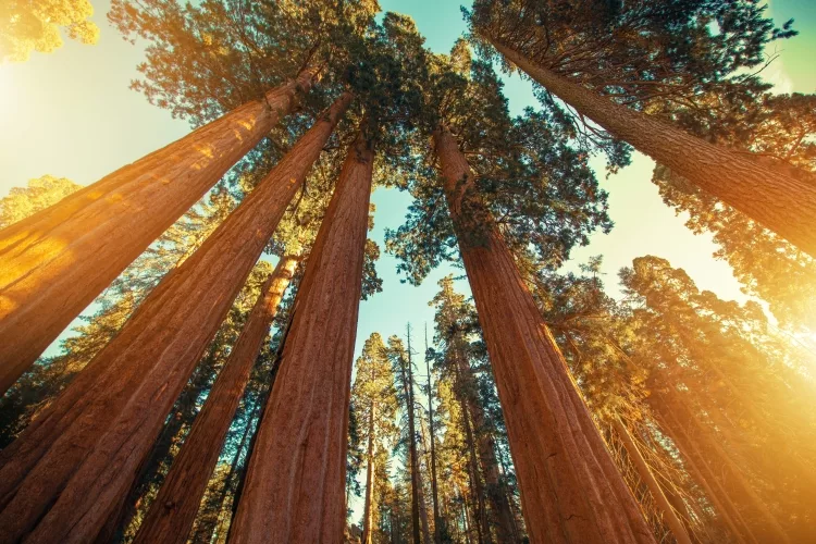 Giant Sequoia