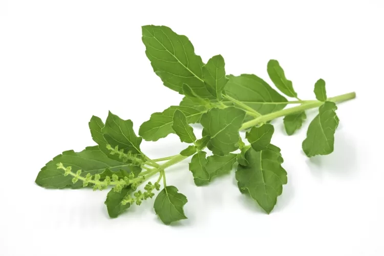 Krishna tulsi plant care: