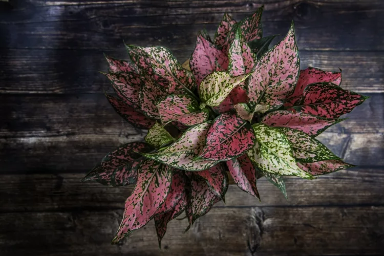 Chinese Evergreen (Aglaonema)