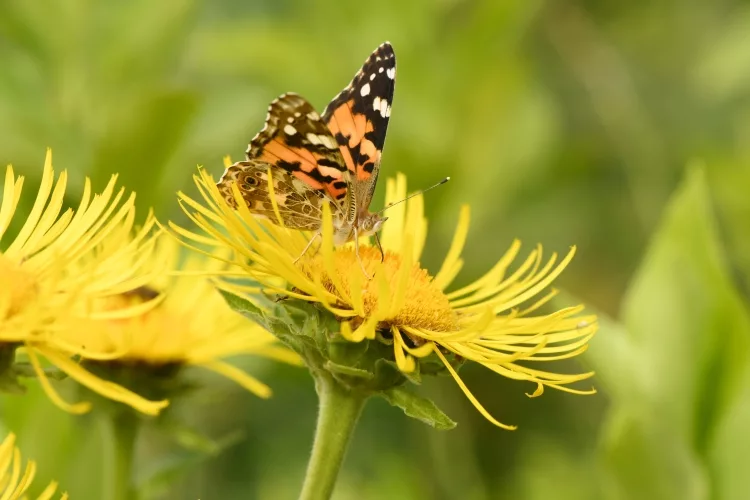 Elecampane