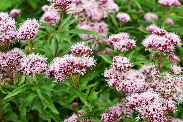 Valerian Plant