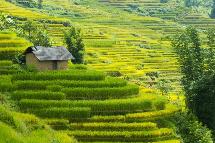 Tea for tú