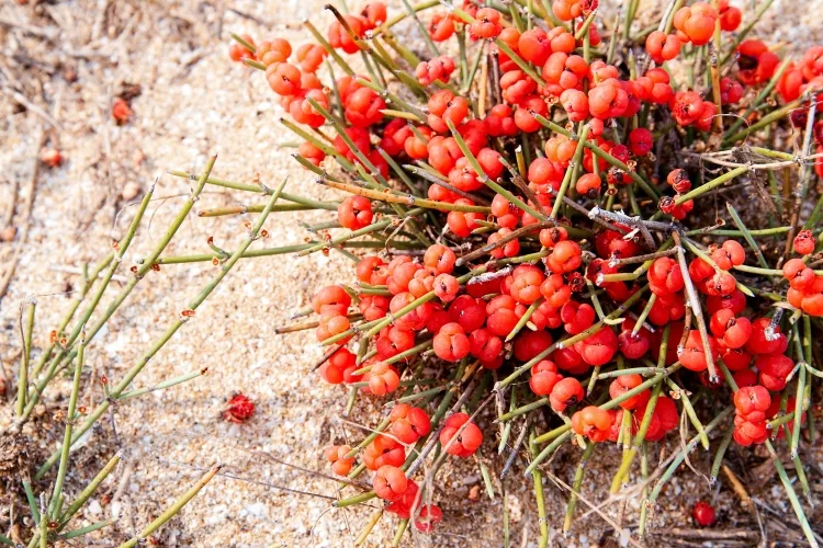 Ephedra aspera - Rough Jointfir