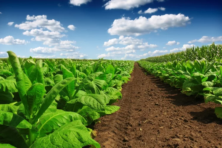 Tobacco (Nicotiana tabacum)