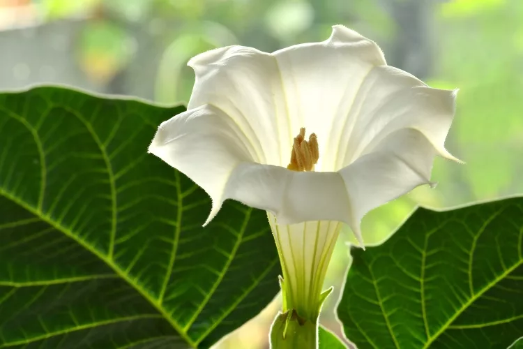 Jimsonweed (Datura stramonium)