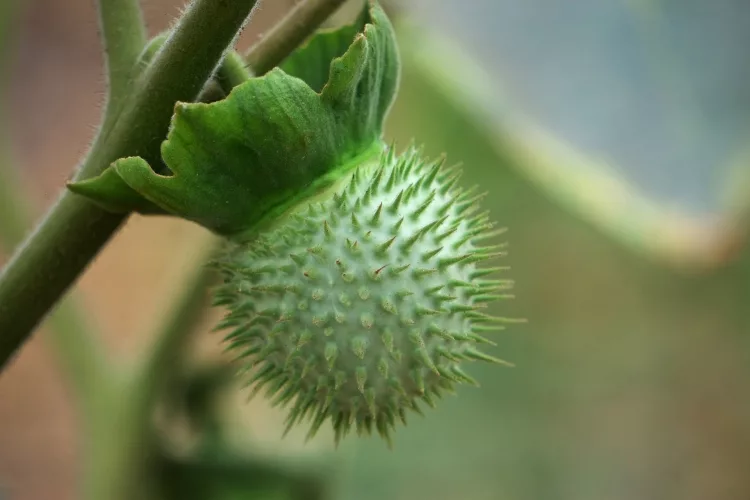 Devil's Snare (Datura stramonium)