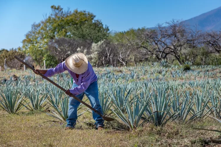 Blue Agave (Agave tequilana)