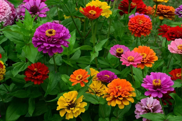 Zinnia: