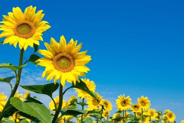 Sunflower: