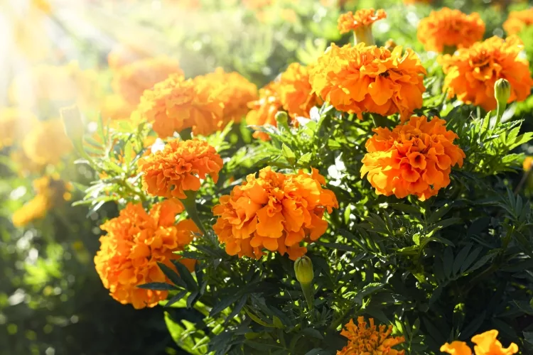 Marigold: