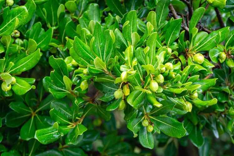 Pittosporum Tobira: