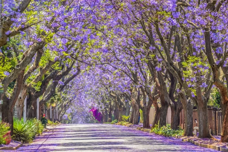 Jacaranda