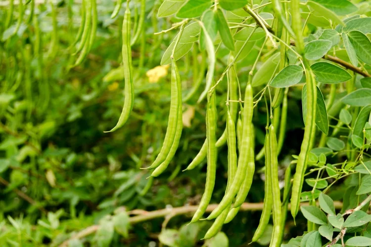 Green beans: