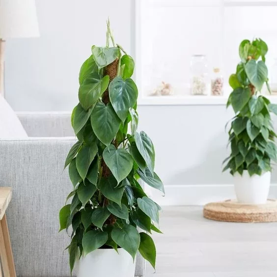HEART LEAF PHILODENDRON: