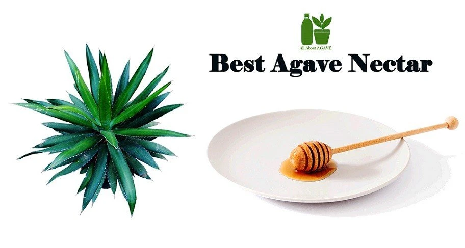 Top 11 Best Agave Nectar Reviews