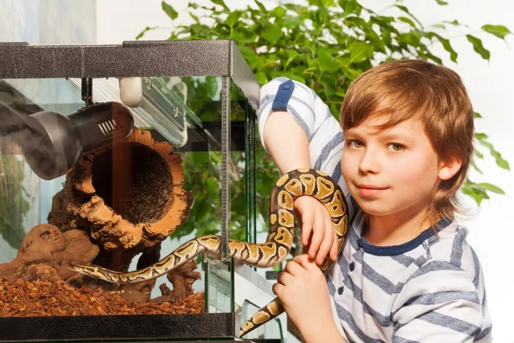 FAQ of Best Ball Python Terrarium